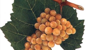 Белый бургундский виноград Chardonnay