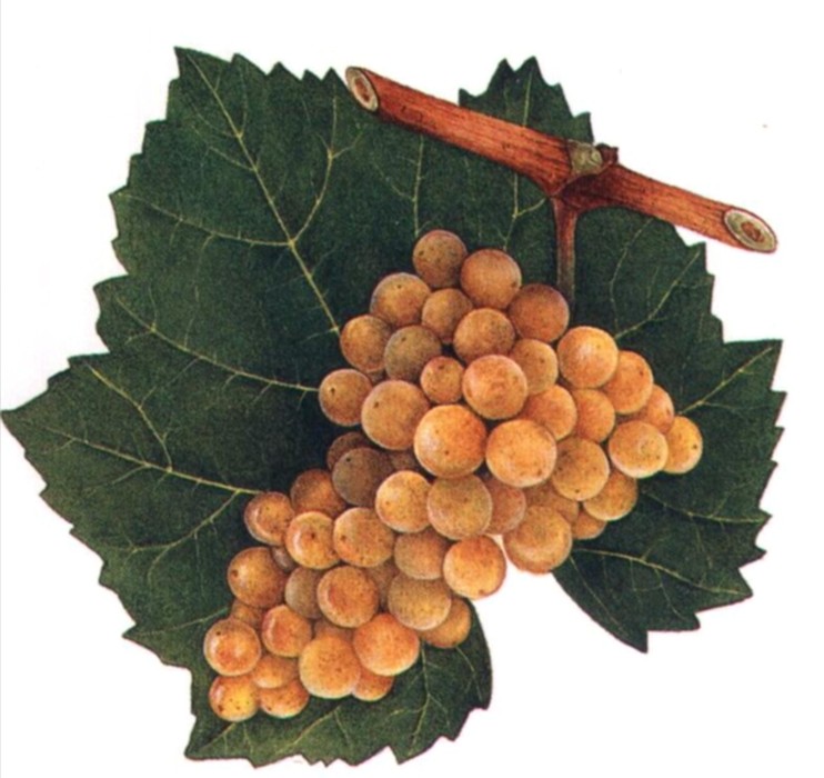 Белый бургундский виноград Chardonnay
