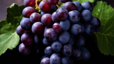Купить сорт винограда мальбек москва питер